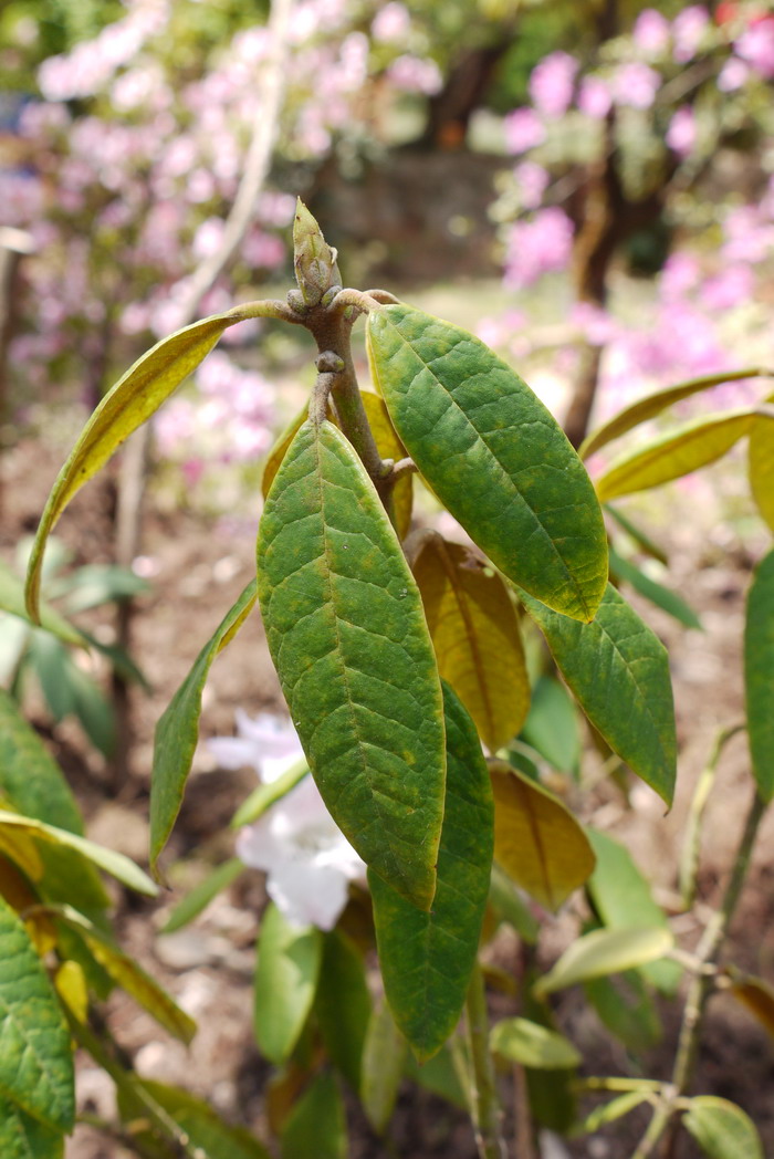 皱叶杜鹃Rhododendron denudatum 皱叶杜鹃Rhododendron denudatum