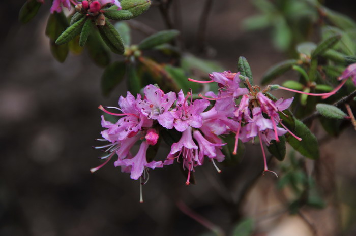 密通花Rhododendron duclouxii 密通花Rhododendron duclouxii