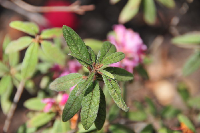 密通花Rhododendron duclouxii
