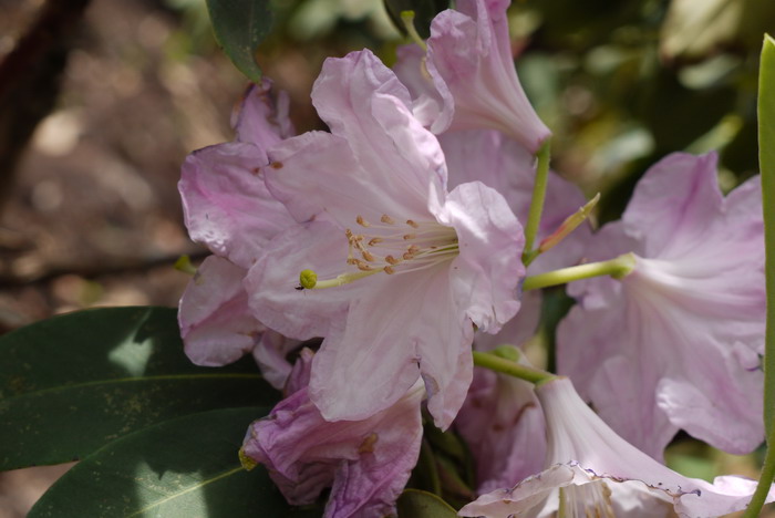 云锦杜鹃Rhododendron fortunei 云锦杜鹃Rhododendron fortunei