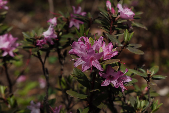 富源杜鹃Rhododendron fuyuanense