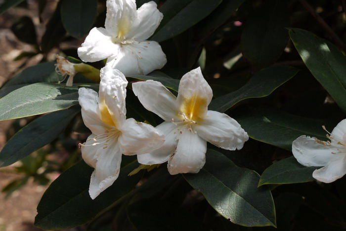 滇南杜鹃Rhododendron hancockii 滇南杜鹃Rhododendron hancockii