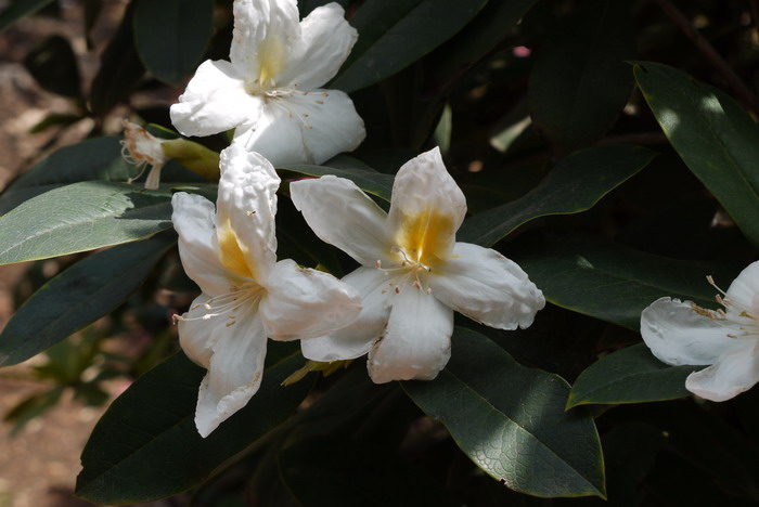 滇南杜鹃Rhododendron hancockii