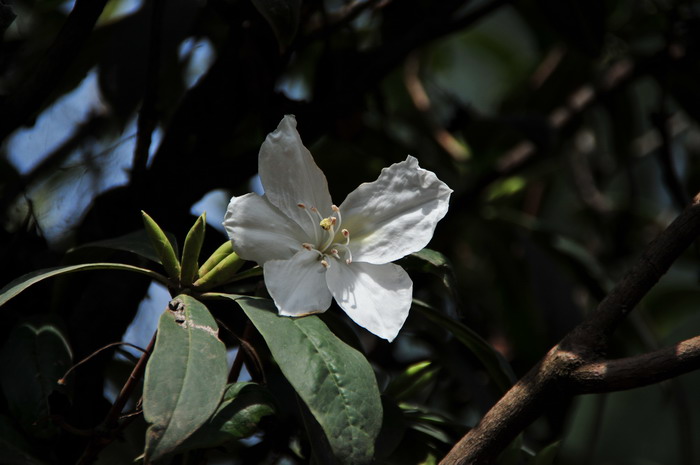 滇南杜鹃Rhododendron hancockii