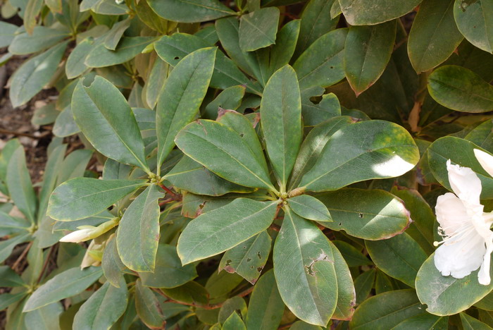 滇南杜鹃Rhododendron hancockii