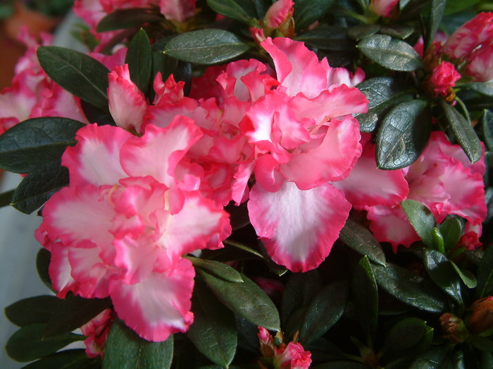 西洋杜鹃Rhododendron hybridum 西洋杜鹃Rhododendron hybridum