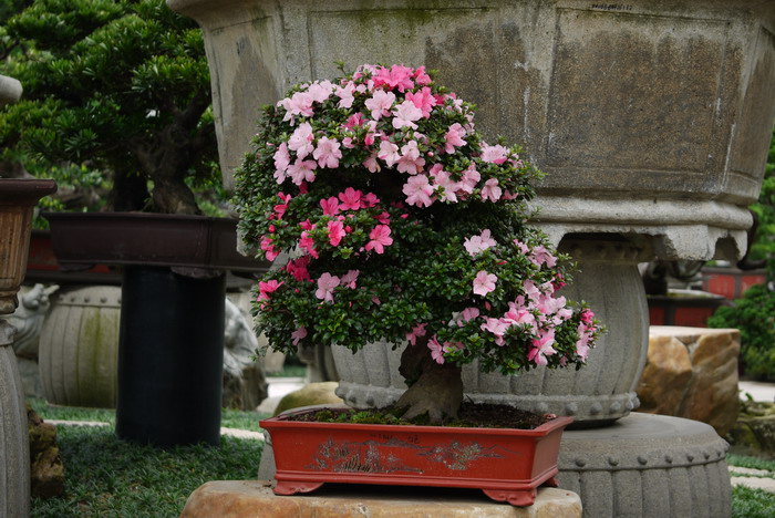 西洋杜鹃Rhododendron hybridum 西洋杜鹃Rhododendron hybridum