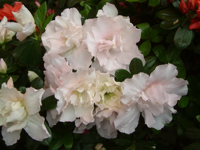 西洋杜鹃Rhododendron hybridum 西洋杜鹃Rhododendron hybridum