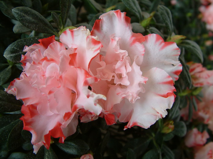 西洋杜鹃Rhododendron hybridum