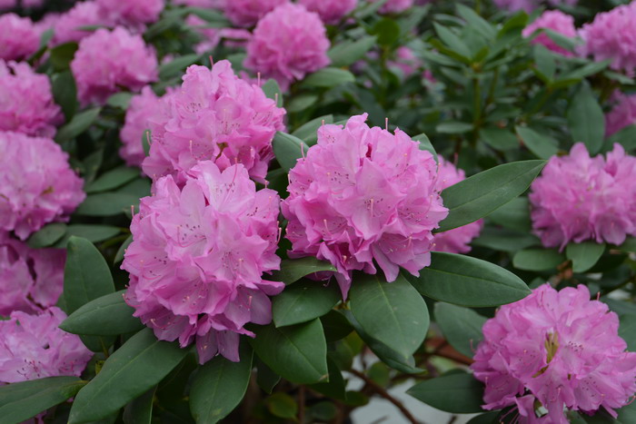 石楠杜鹃Rhododendron × hybride