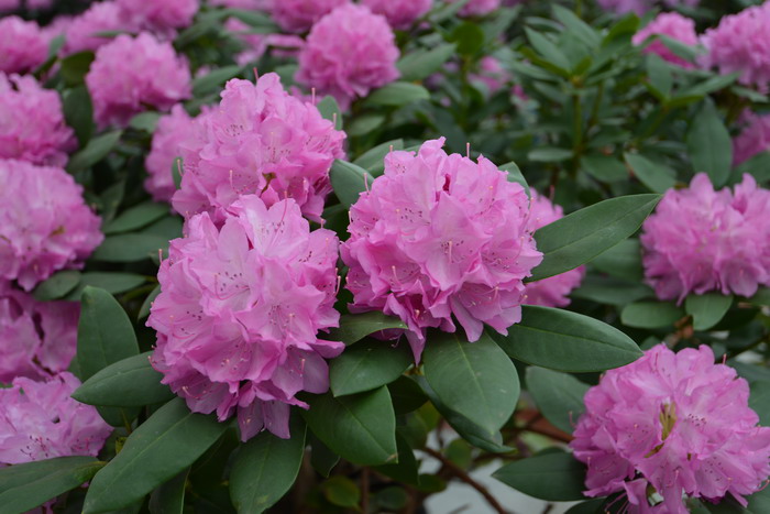 石楠杜鹃rhododendron × hybride_花卉图片网