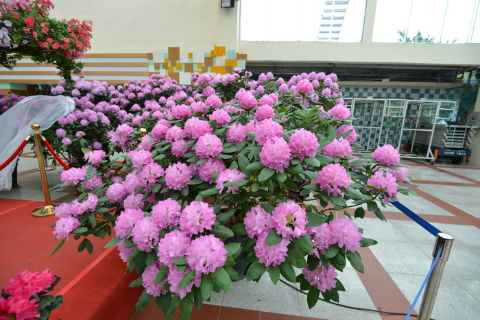 石楠杜鹃Rhododendron × hybride 石楠杜鹃Rhododendron × hybride