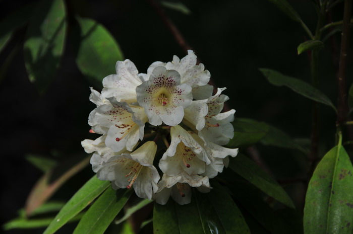 露珠杜鹃Rhododendron irroratum