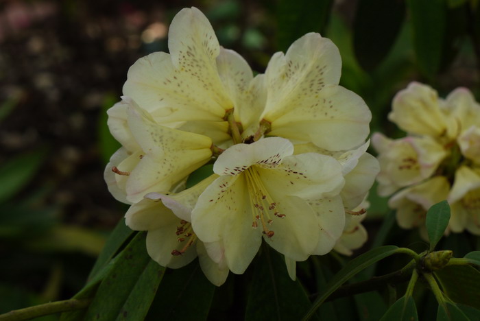 露珠杜鹃Rhododendron irroratum