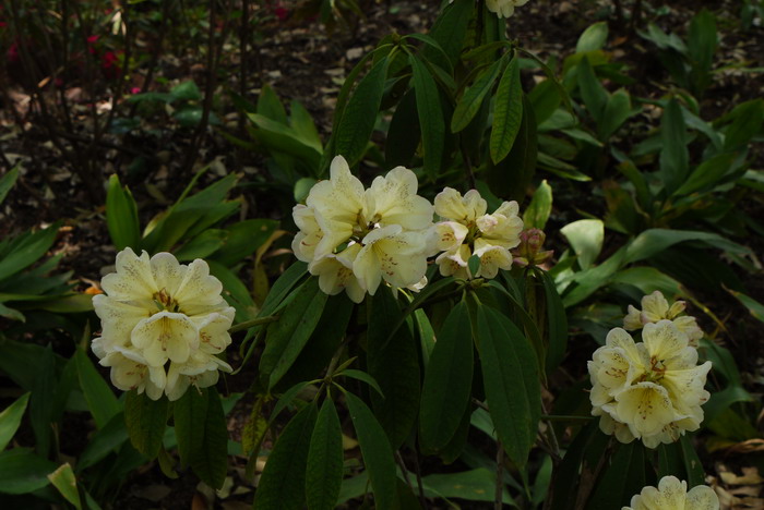 露珠杜鹃Rhododendron irroratum
