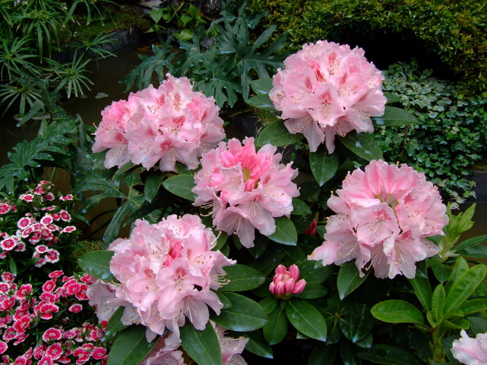 石楠杜鹃Rhododendron × hybride 石楠杜鹃Rhododendron × hybride