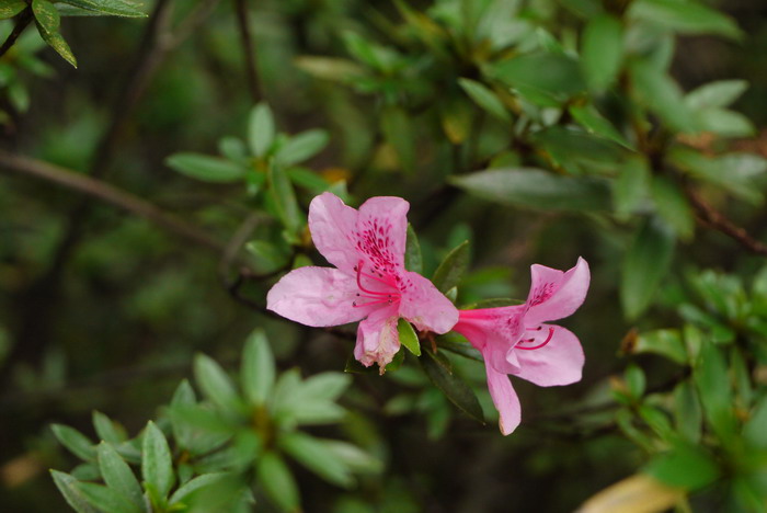 乌来杜鹃Rhododendron kanehirae 乌来杜鹃Rhododendron kanehirae