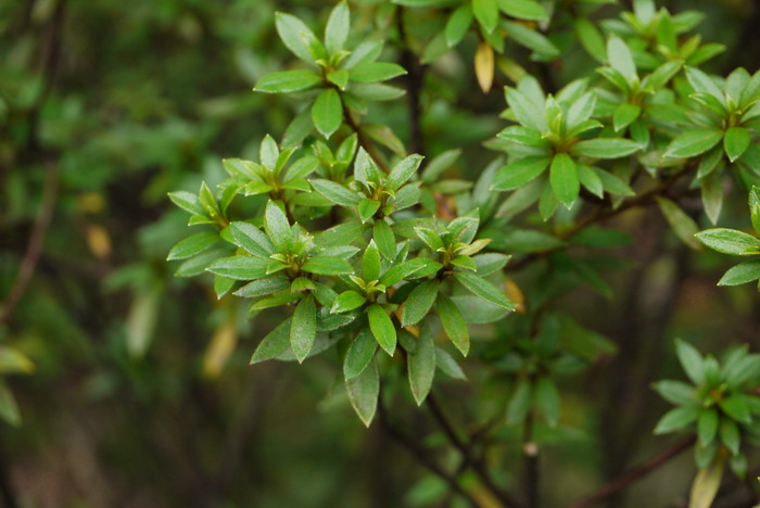 乌来杜鹃Rhododendron kanehirae 乌来杜鹃Rhododendron kanehirae