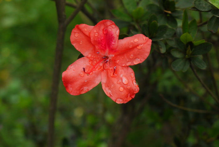 乌来杜鹃Rhododendron kanehirae
