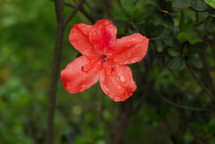 乌来杜鹃Rhododendron kanehirae 乌来杜鹃Rhododendron kanehirae