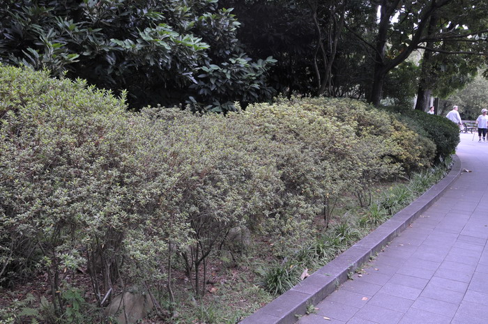 乌来杜鹃Rhododendron kanehirae