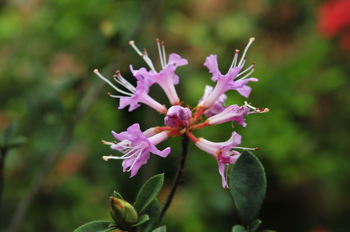 广东杜鹃Rhododendron kwangtungense 广东杜鹃Rhododendron kwangtungense