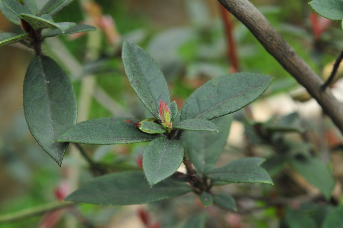 广东杜鹃Rhododendron kwangtungense