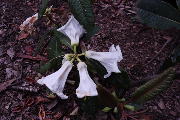 百合花杜鹃Rhododendron liliiflorum