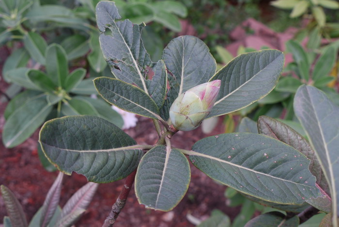 百合花杜鹃Rhododendron liliiflorum