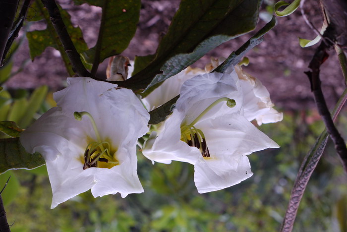 百合花杜鹃Rhododendron liliiflorum