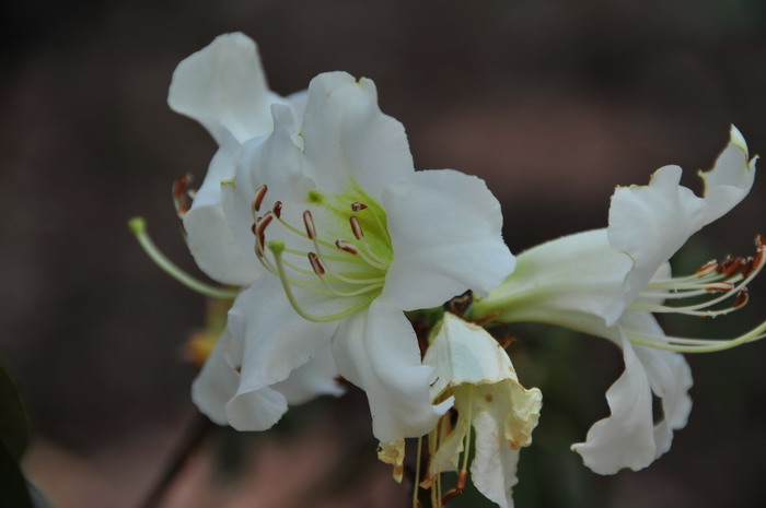 线萼杜鹃Rhododendron linearilobum 线萼杜鹃Rhododendron linearilobum