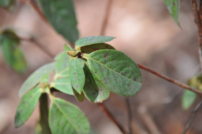 线萼杜鹃Rhododendron linearilobum
