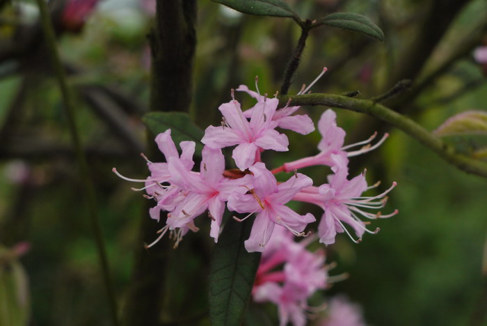 岭南杜鹃Rhododendron mariae 岭南杜鹃Rhododendron mariae