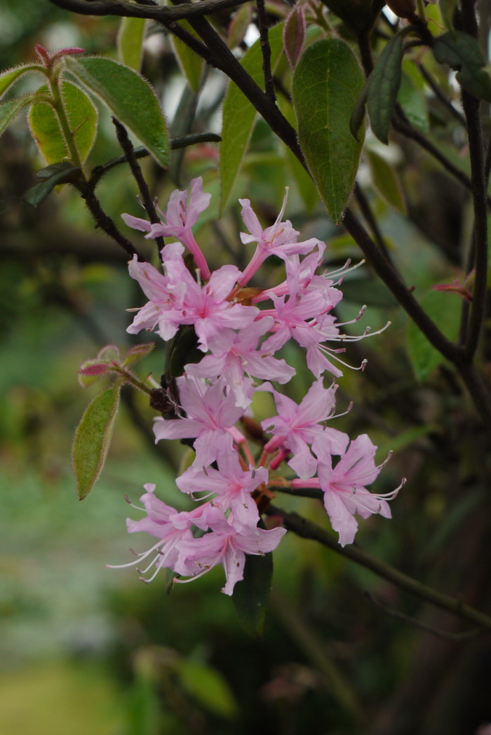 岭南杜鹃Rhododendron mariae 岭南杜鹃Rhododendron mariae