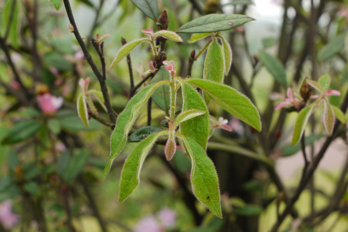 岭南杜鹃Rhododendron mariae