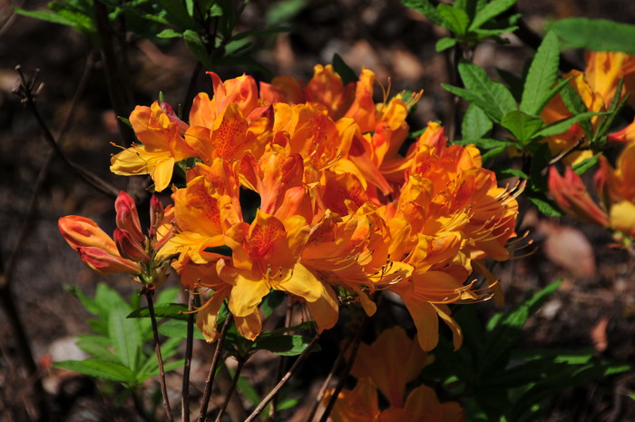 金踯躅Rhododendron molle ‘Jingzhizhu’