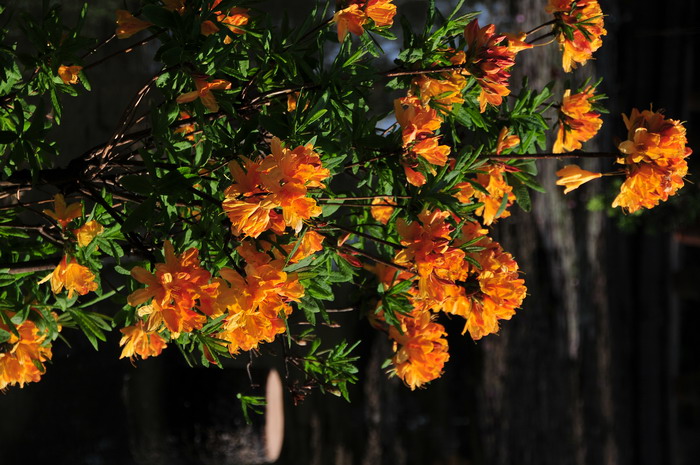 金踯躅Rhododendron molle ‘Jingzhizhu’