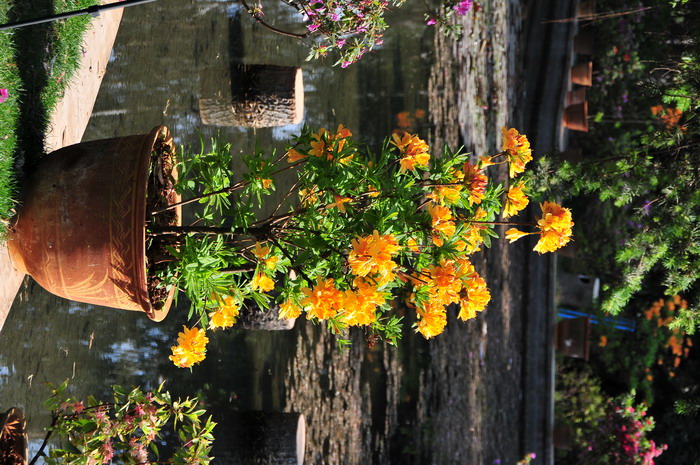 金踯躅Rhododendron molle ‘Jingzhizhu’