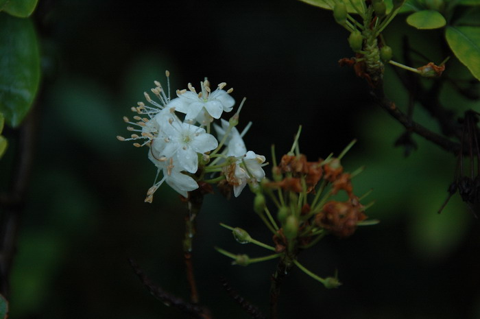 照山白Rhododendron micranthum 照山白Rhododendron micranthum