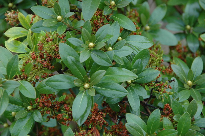 照山白Rhododendron micranthum