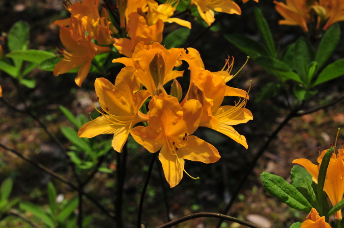 羊踯躅Rhododendron molle 羊踯躅Rhododendron molle