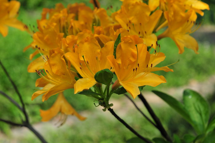 羊踯躅Rhododendron molle 羊踯躅Rhododendron molle