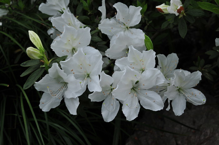 白花杜鹃Rhododendron mucronatum