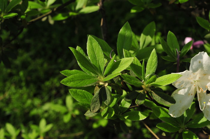 白花杜鹃Rhododendron mucronatum 白花杜鹃Rhododendron mucronatum