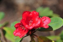 火红杜鹃Rhododendron neriiflorum