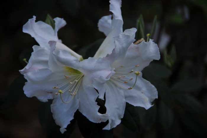 云上杜鹃Rhododendron pachypodum