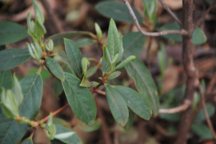 云上杜鹃Rhododendron pachypodum 云上杜鹃Rhododendron pachypodum