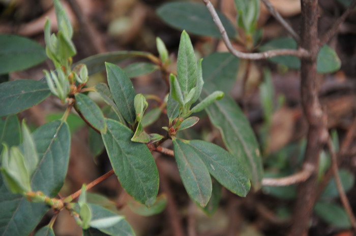 云上杜鹃Rhododendron pachypodum