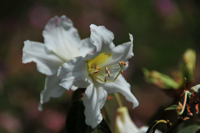 菱形叶杜鹃Rhododendron rhombifolium