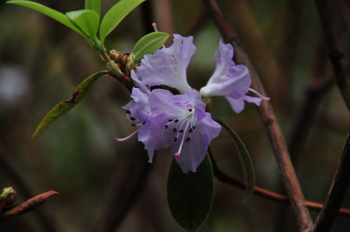 栎叶杜鹃Rhododendron phaeochrysum